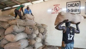 هوت 10 %.. أسعار الكاكاو لأدنى مستوى – أخبار السعودية