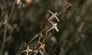 شجيرة الجريباء: خصائصها ودورها في مكافحة التصحر بالسعودية