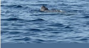 في تسجيل نادر.. «الحياة الفطرية» يرصد سلحفاة جلدية الظهر في البحر الأحمر