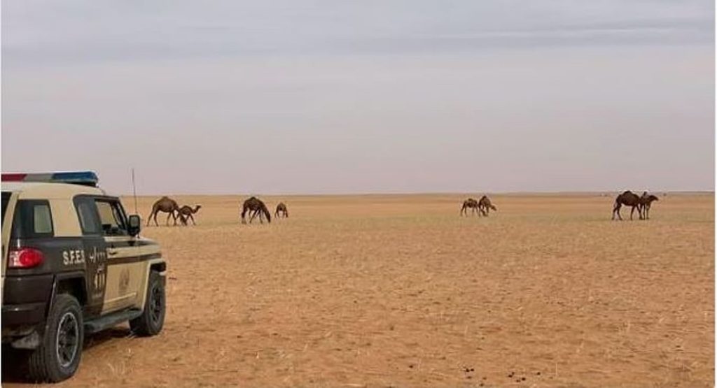 ضبط مخالف للرعي بمحمية الإمام عبدالعزيز بن محمد الملكية