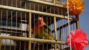 فيديو. باعة الطيور في مكسيكو سيتي يتمسكون بتقليد أحد السعف المتلاشي