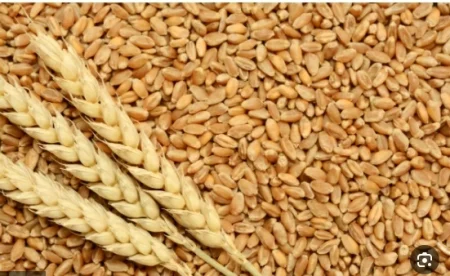 مع تفاؤل بقرب انتهاء الحرب.. هل تراجعت أسعار الحبوب؟ – أخبار السعودية