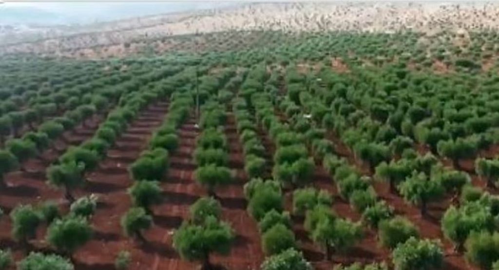 «الوطني للتشجير» يوقّع 11 مذكرة تفاهم مع عددٍ من الجهات لتعزيز تنمية الغطاء النباتي