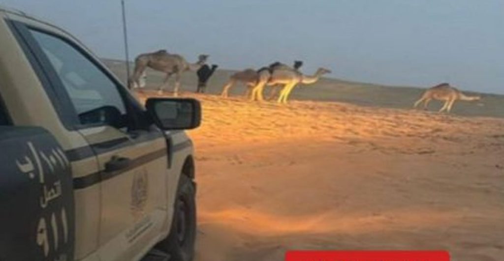 ضبط مواطن مخالف لارتكابه مخالفة رعي في محمية الإمام عبدالعزيز بن محمد الملكية