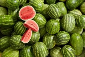 البطيخ يتصدر مشهد الصيف بإنتاج وفير – أخبار السعودية