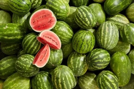 البطيخ يتصدر مشهد الصيف بإنتاج وفير – أخبار السعودية
