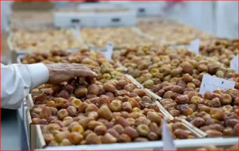 المدينة المنورة ثالث أكبر مناطق المملكة إنتاجًا للتمور بـ344 ألف طن سنويًا