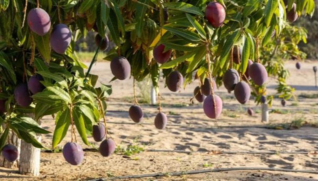 تضم أكثر من 90 ألف شجرة.. انطلاق موسم المانجو بمحافظة أملج