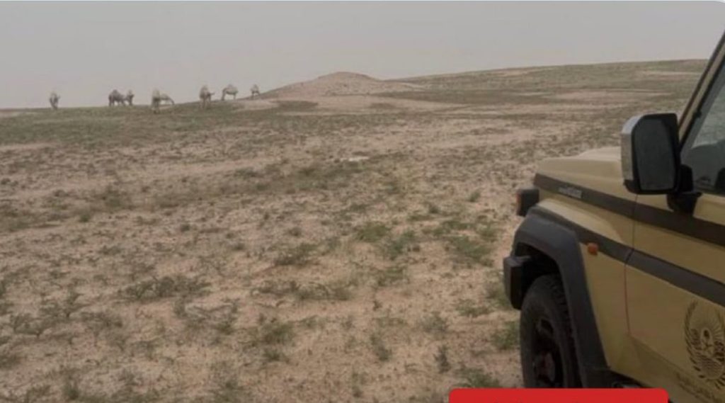 ضبط مواطن لارتكابه مخالفة رعي في محمية الملك عبدالعزيز الملكية