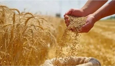 2.5 % زيادة لأسعار القمح عالمياً.. ارتفاع رابع على التوالي – أخبار السعودية