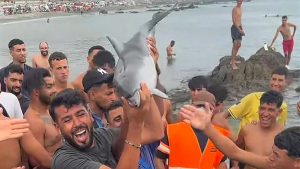 جريمة في سبتة: بلاغ عن مقتل دلفين صغير في ظروف عنيفة بمنطقة وجود مهاجرين