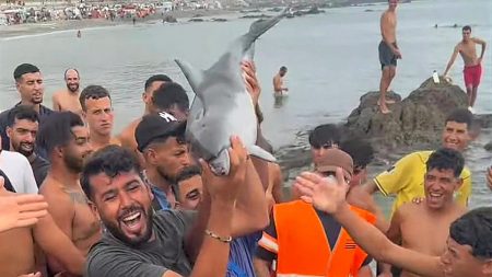 جريمة في سبتة: بلاغ عن مقتل دلفين صغير في ظروف عنيفة بمنطقة وجود مهاجرين