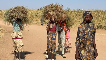 الجفاف يهدد الزراعة والثروة الحيوانية في إقليم دارفور وسط تفاقم أزمة الغذاء