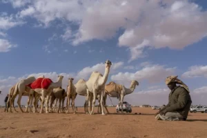 ضوابط بيع وشراء الإبل الجديدة في السعودية: تنظيمات تمنع الإزعاج