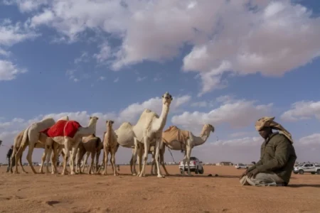ضوابط بيع وشراء الإبل الجديدة في السعودية: تنظيمات تمنع الإزعاج