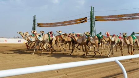 الهجن في مهرجان ولي العهد تتجاوز مسافة 14 ألف كيلومتر منذ انطلاق نسخته الأولى