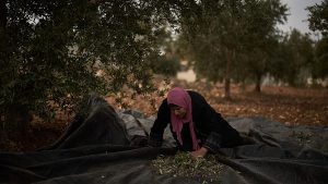 فتوى إسرائيلية تثير الجدل: سرقة زيتون الفلسطينيين “واجب ديني” لإثبات ملكية الأرض لليهود