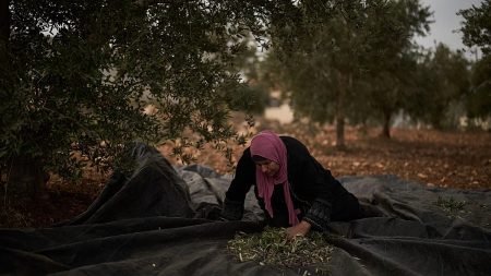 فتوى إسرائيلية تثير الجدل: سرقة زيتون الفلسطينيين “واجب ديني” لإثبات ملكية الأرض لليهود