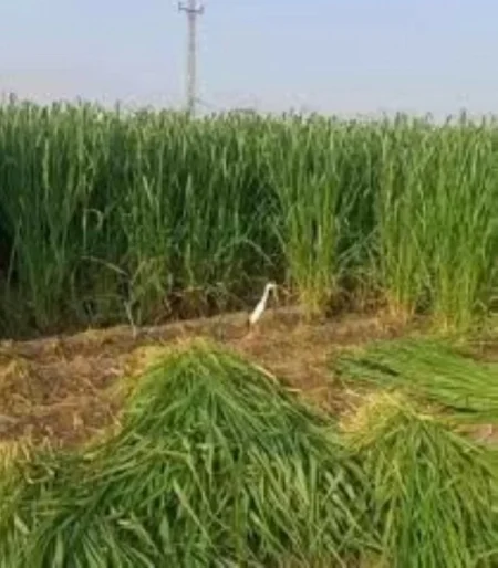 تفاصيل قرار إيقاف زراعة الأعلاف المعمرة في 6 مناطق