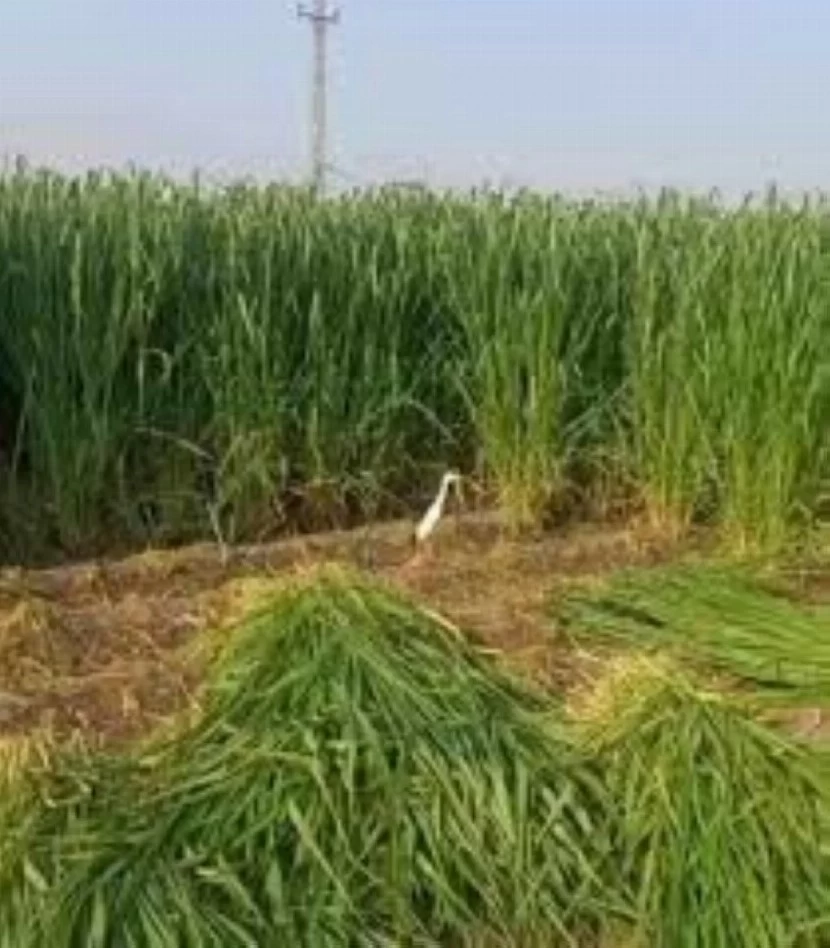 تفاصيل قرار إيقاف زراعة الأعلاف المعمرة في 6 مناطق